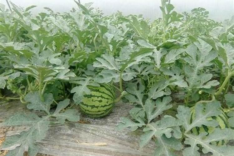 山茶花浇什么肥料合适