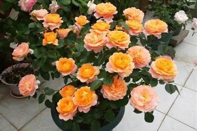杜鹃开花期间施什么肥,能喷磷酸二氢钾吗