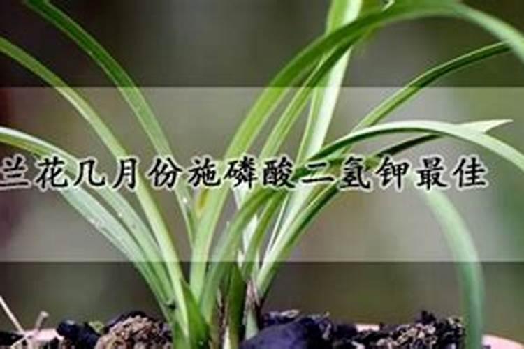 栀子花在有花蕾的时候需要上什么肥料好？