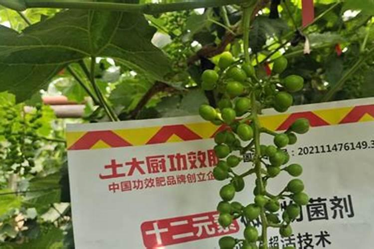 葡萄什么时候上肥料最好