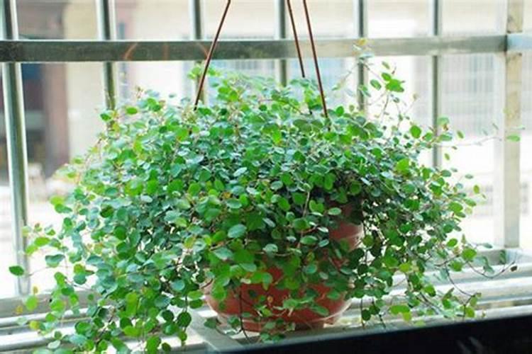 千叶吊兰怎么施肥？找对方法效果好!