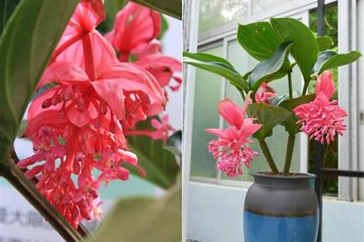 花生干旱什么程度浇水