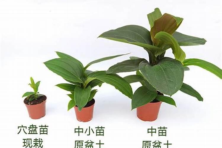 柚子是怎么生长的？？？