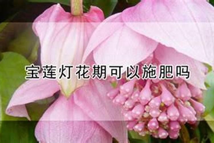 宝莲灯花蕾期要怎么养