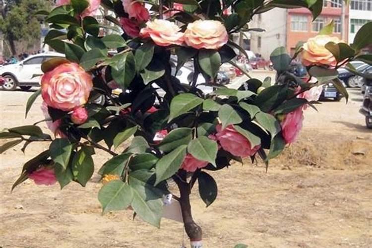 茶花施肥过多了怎么办
