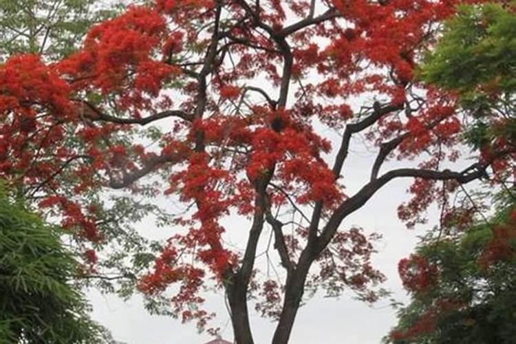 凤凰树能不能用磷酸二氢钾