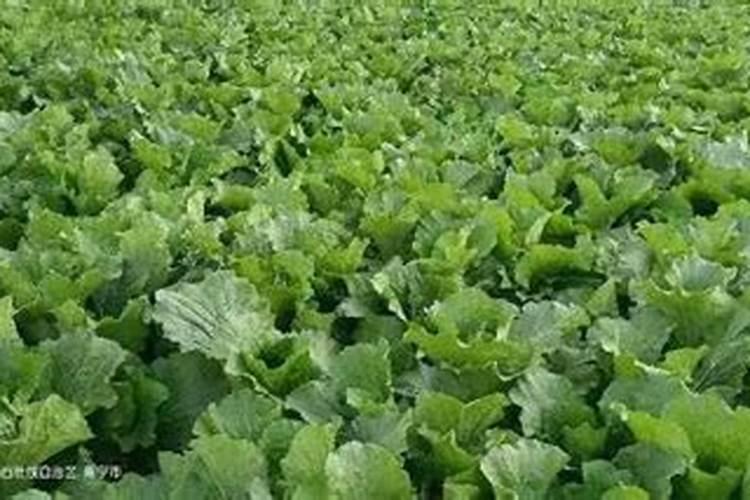 青花菜施什么肥料好