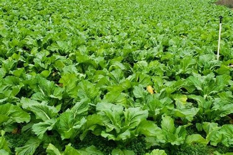 老鼠瓜楼顶种植为什么中途会枯萎而死？