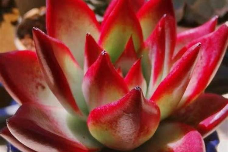 心之月多肉怎么养才又肥又胖