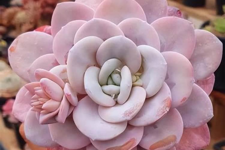 早春养桃蛋,只要方法得当,可以粉粉嫩嫩肥肥胖胖,如何养呢？