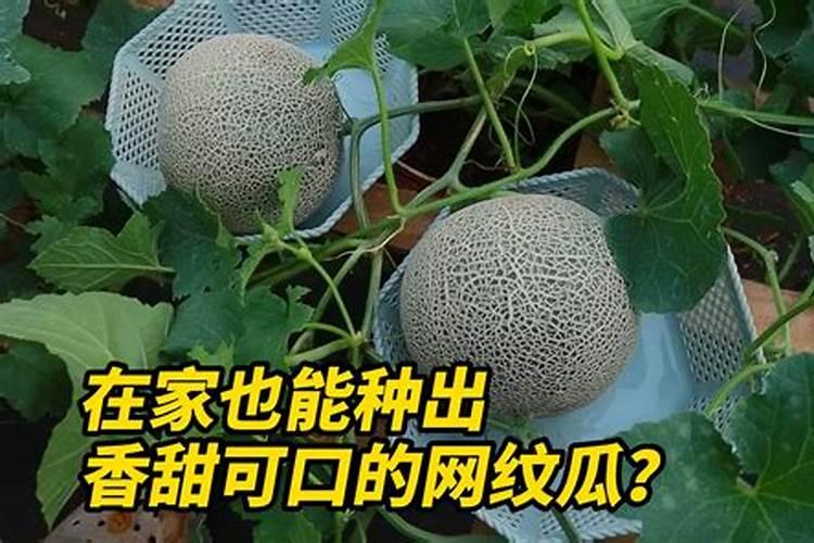 网纹瓜秧叶片黄,怎么回事