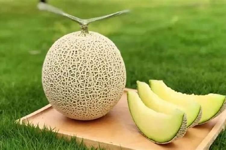 网纹瓜定植30天能喷叶面肥吗？