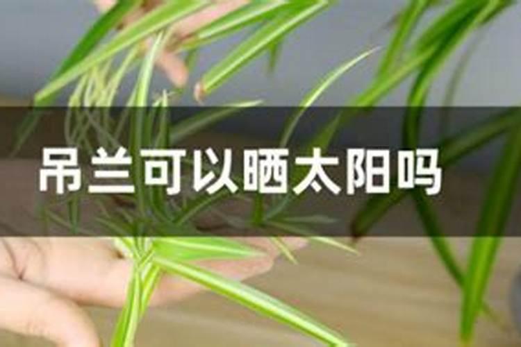 烂苹果怎么做花的肥料