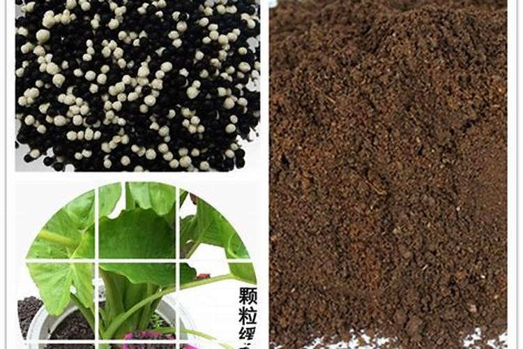 海藻碳酶有机肥可以溶解后浇灌蔬菜吗？