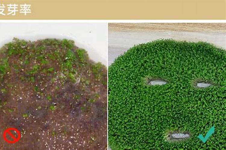 海藻肥都十年了,你还在被忽悠吗？一篇文章让你了解透