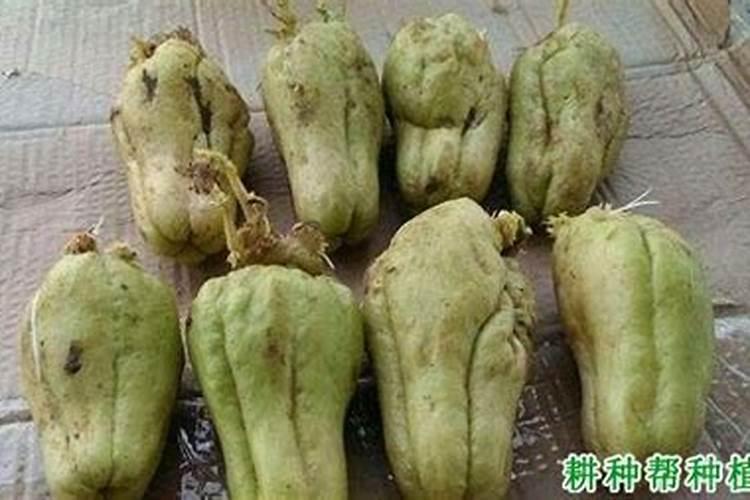 佛手瓜施什么肥好