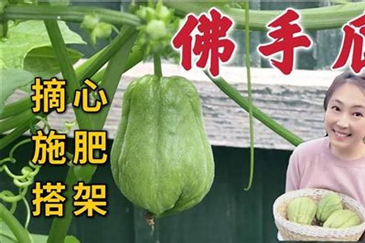 佛手瓜喜肥吗 喜欢施什么肥料