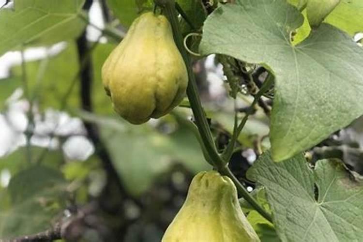 佛手瓜的种植方法(图解)