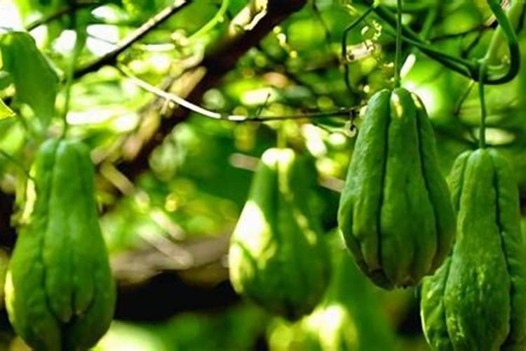 佛手瓜用什么肥料最好