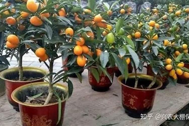 脆皮金桔春季的种植和管理方法