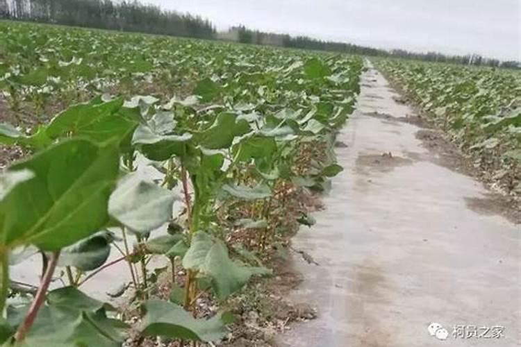 棉花600公斤施肥方法