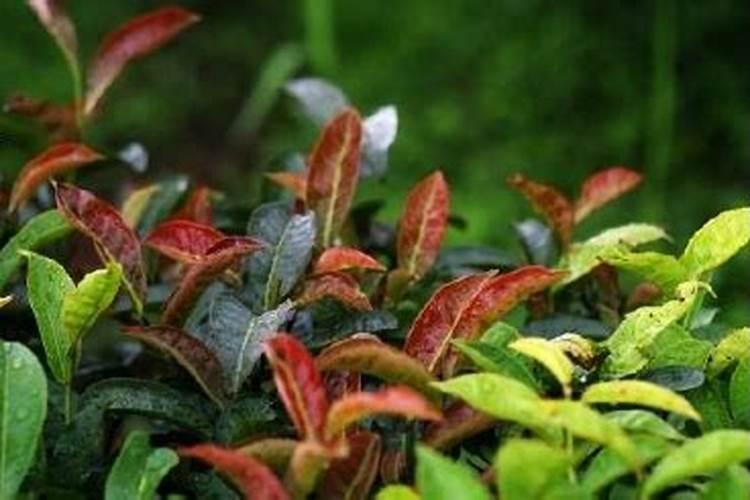 生根粉灌根的正确方法