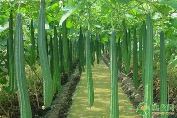 丝瓜苗移栽后几天才可以施肥