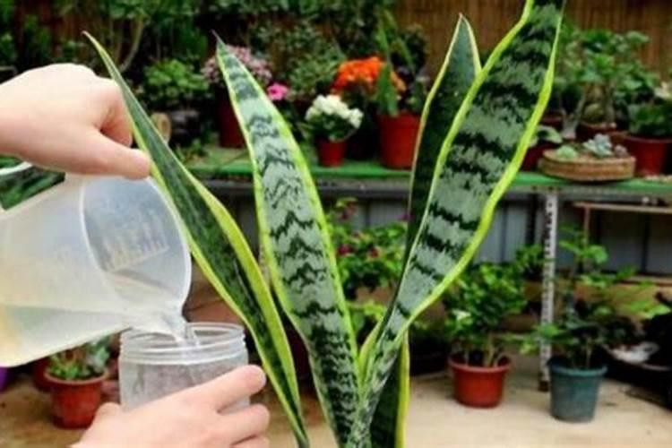 虎皮兰需要施肥吗