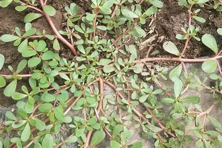 马齿苋老桩盆景养护 学会3个“小套路”