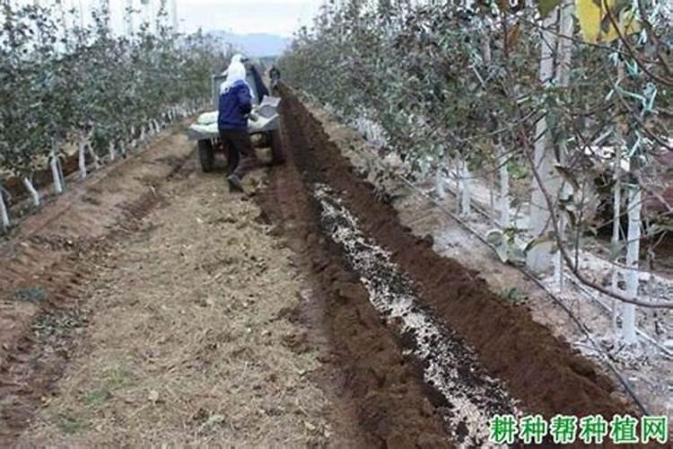 小葱不能施什么肥料