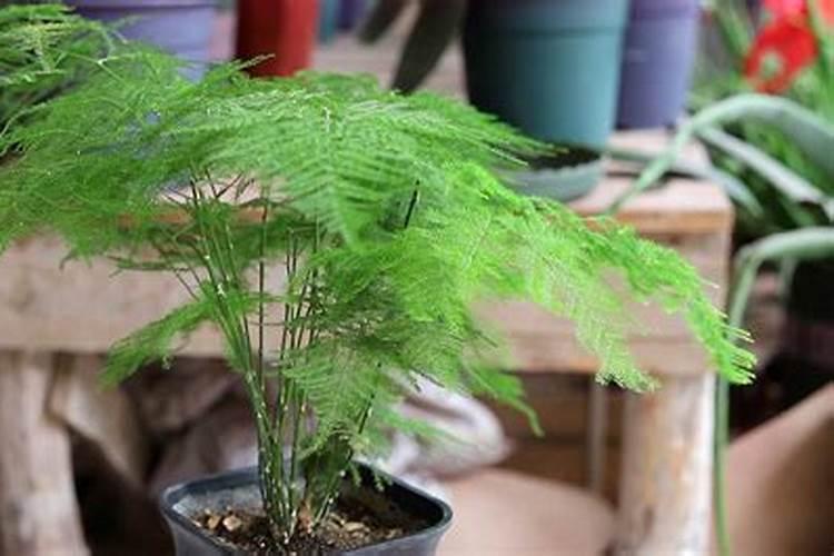 硅肥在果树上如何施用