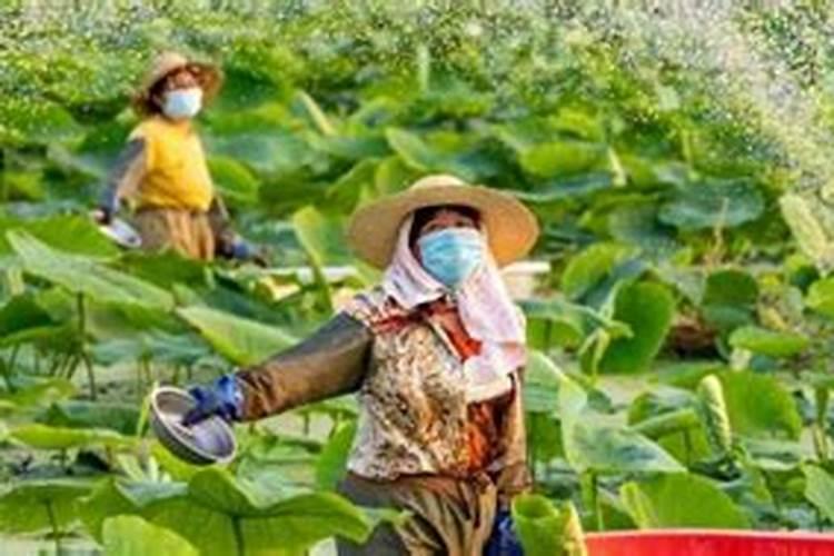 叶子是否吸收水分？