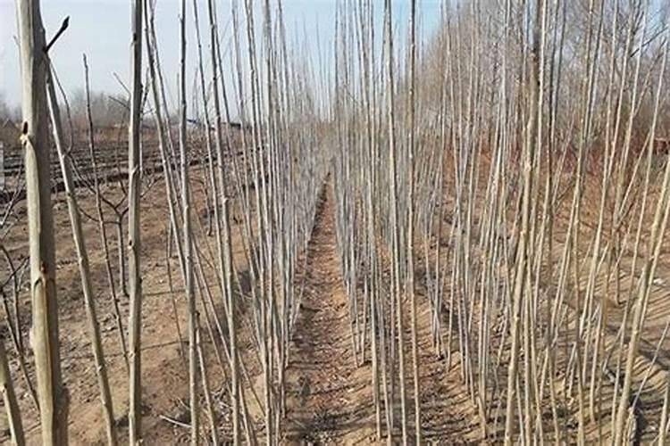 谁知道杨树施什么肥料最好啊？