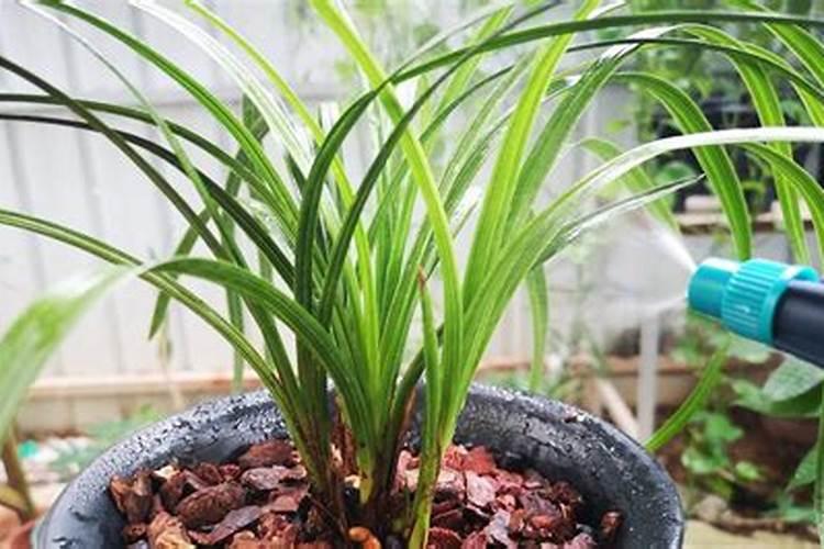 磷肥多长时间施一次,对植物有什么效果,可以撒施吗