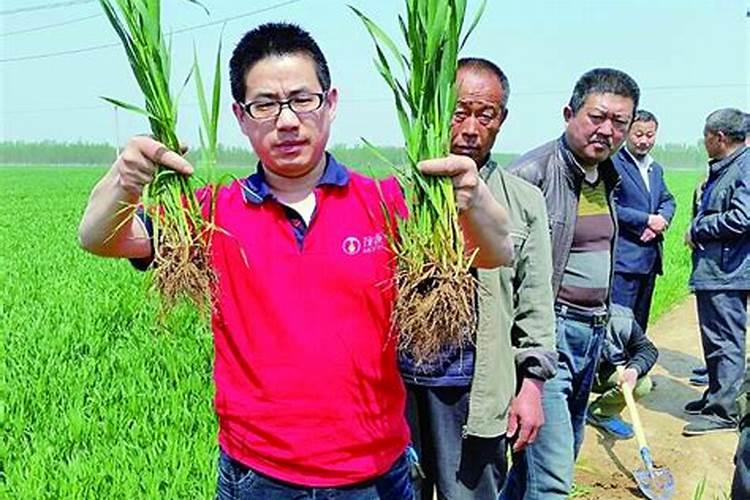 铁线蕨叶子枯萎怎么办