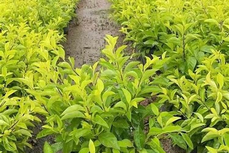 黄心梅种植方法