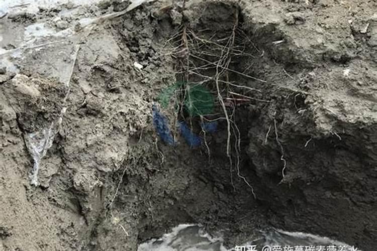 为什么磷不是微量元素？
