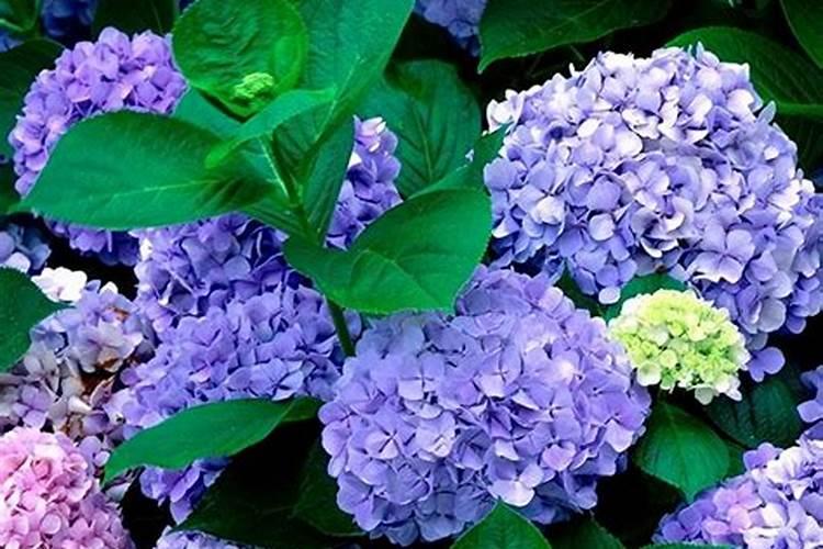 了解绣球花的养护管理