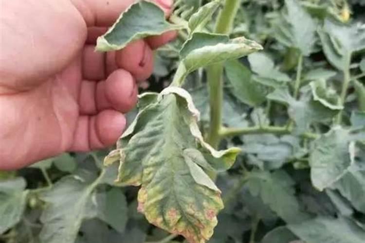 三角梅专用肥可以给茶花吗