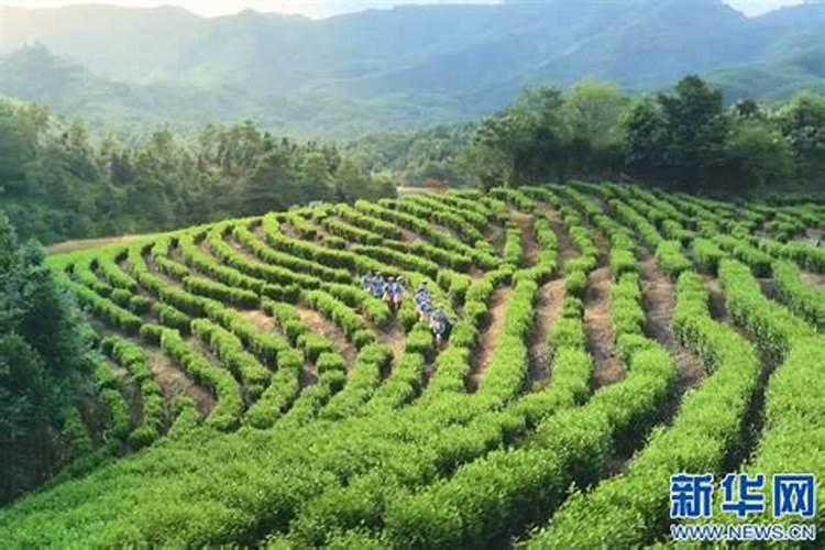 一亩茶叶需要多少肥料？