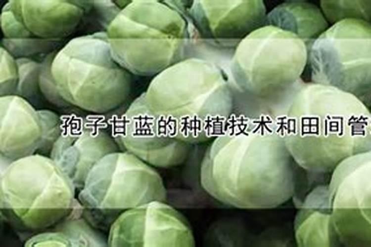 早春甘蓝该如何进行水肥管理？
