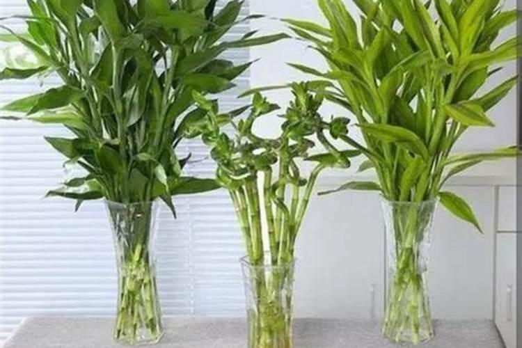 茉莉花多久浇一次水