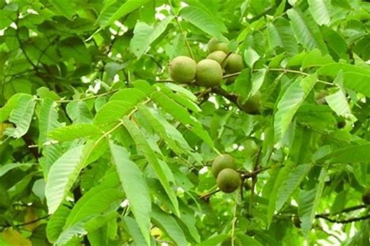 这季节种核桃树上什么肥料