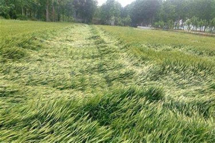 小麦出现倒伏现象 应该施什么肥？？