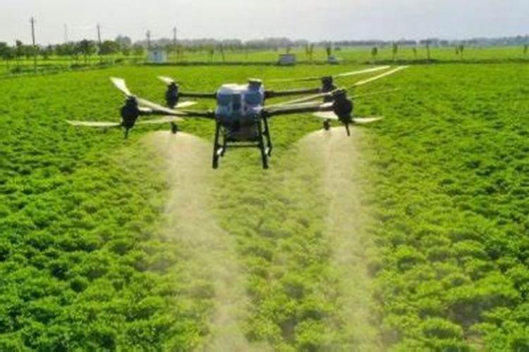 红松苗木施什么肥？