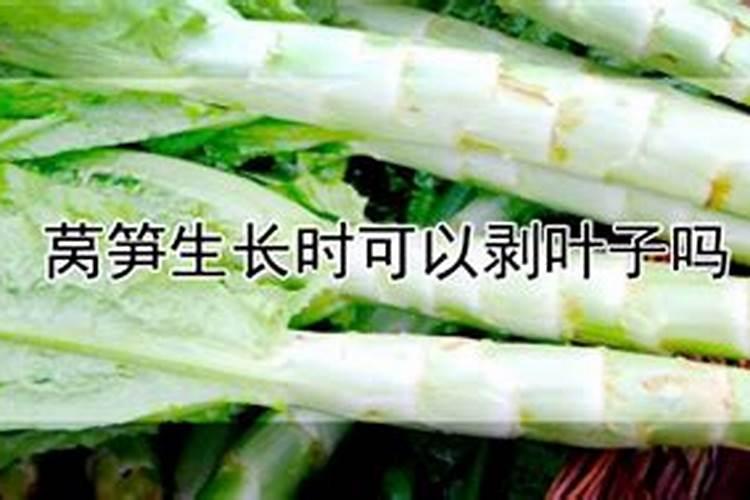 莴笋施什么肥长得粗壮