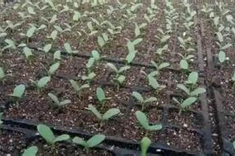 甜瓜育苗正确方法