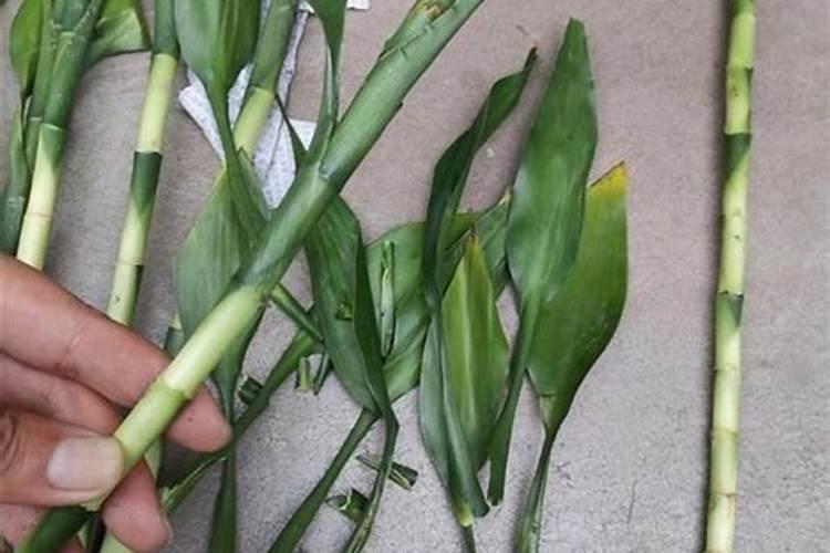 植物缺硼缺钙,叶片薄、脆怎么办？试试硼钙叶面肥!