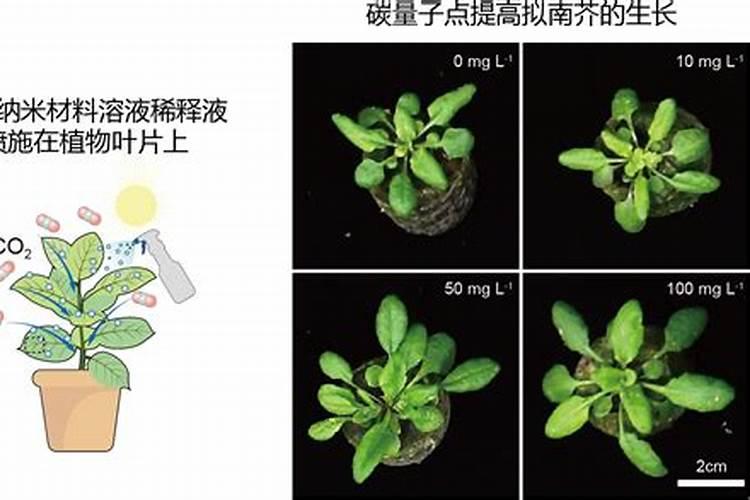 纳米碳的制备与应用