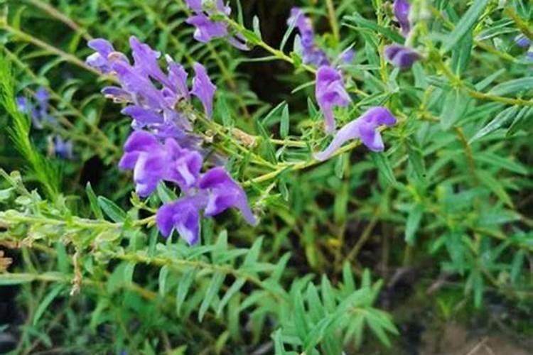 钙肥的使用方法和功效